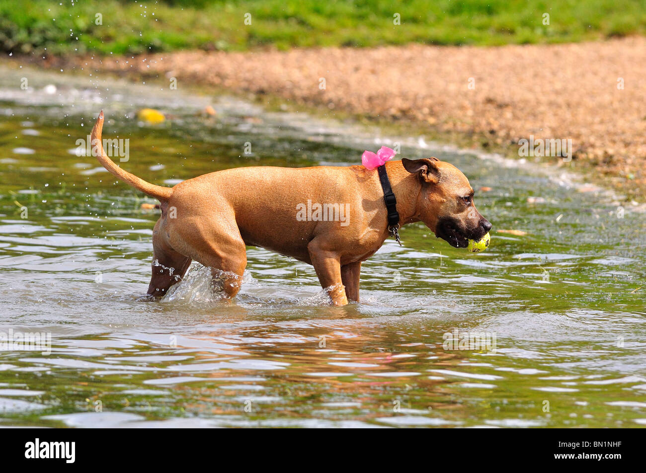 Hund spielen Fetch Ball im Wasser Stockfoto