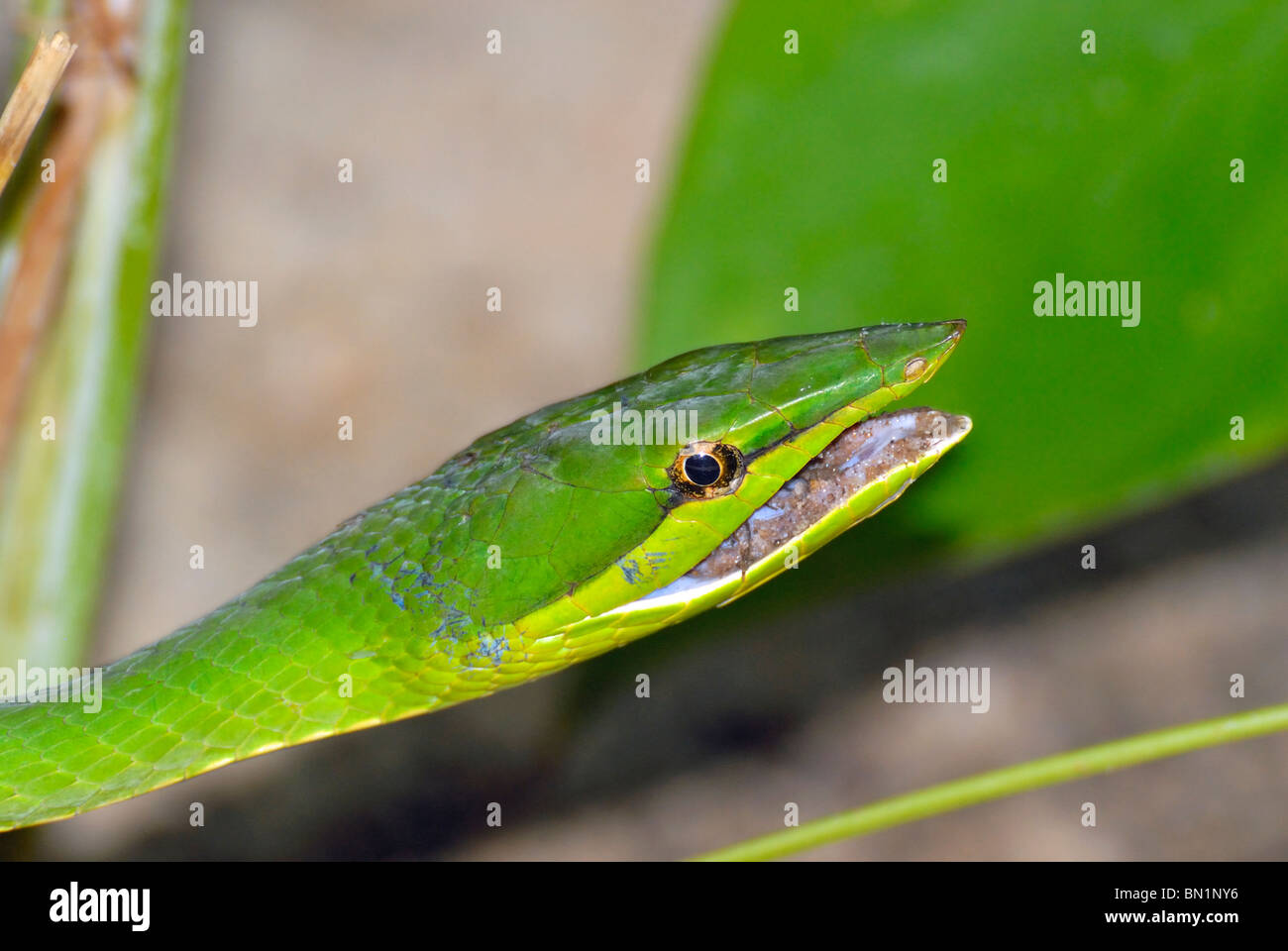 Oxybelis Fulgidus, grüne Ranke Schlange Stockfoto