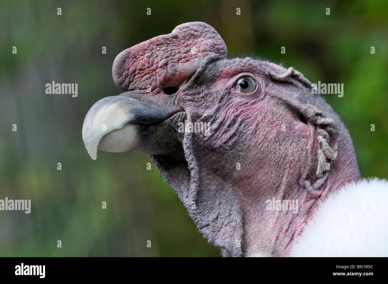 Vultur Kondor, Andenkondor Stockfoto