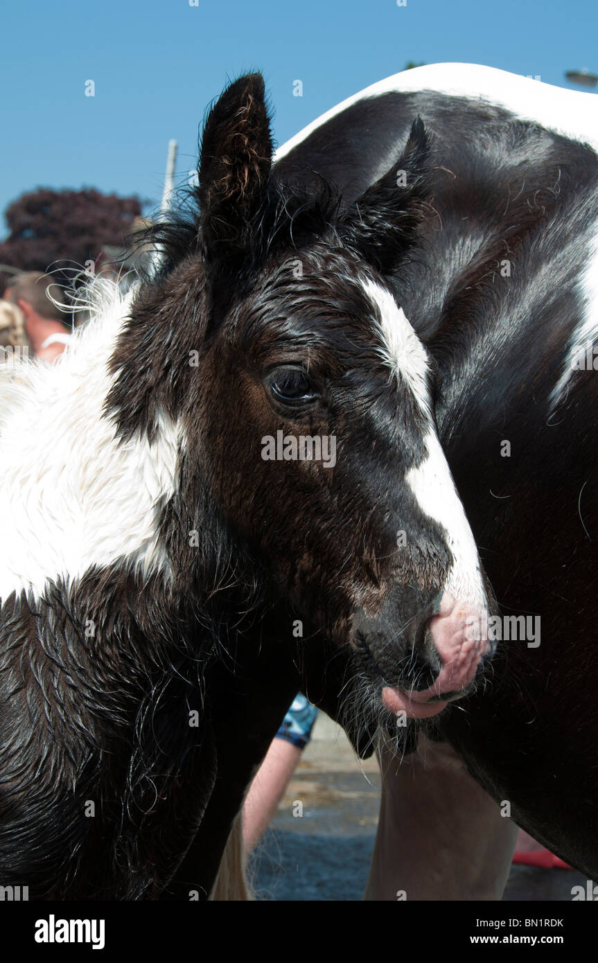 Appleby Horse Fair 2010 Stockfoto