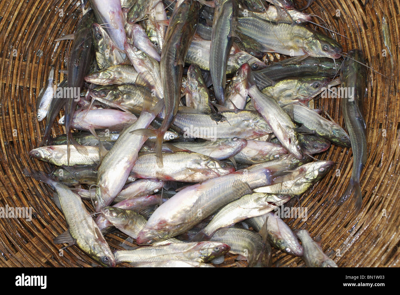 frischer Fisch gefangen im Netz aus Flüssen in der Nähe von Atarwani Dorf, Madhya Pradesh Stockfoto