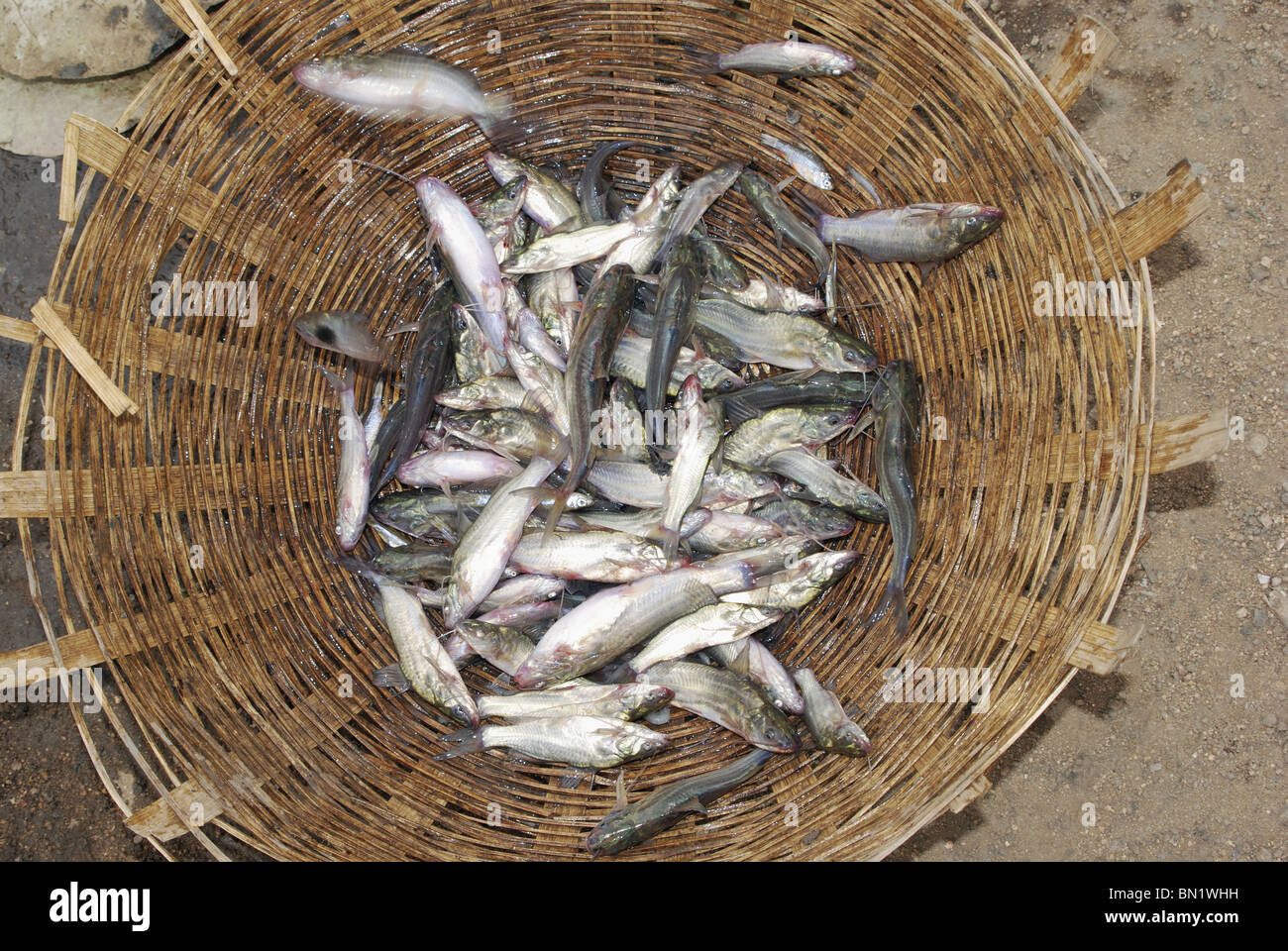 Frischer Fisch gefangen im Netz aus Flüssen in der Nähe von Atarwani Dorf, Madhya Pradesh Stockfoto