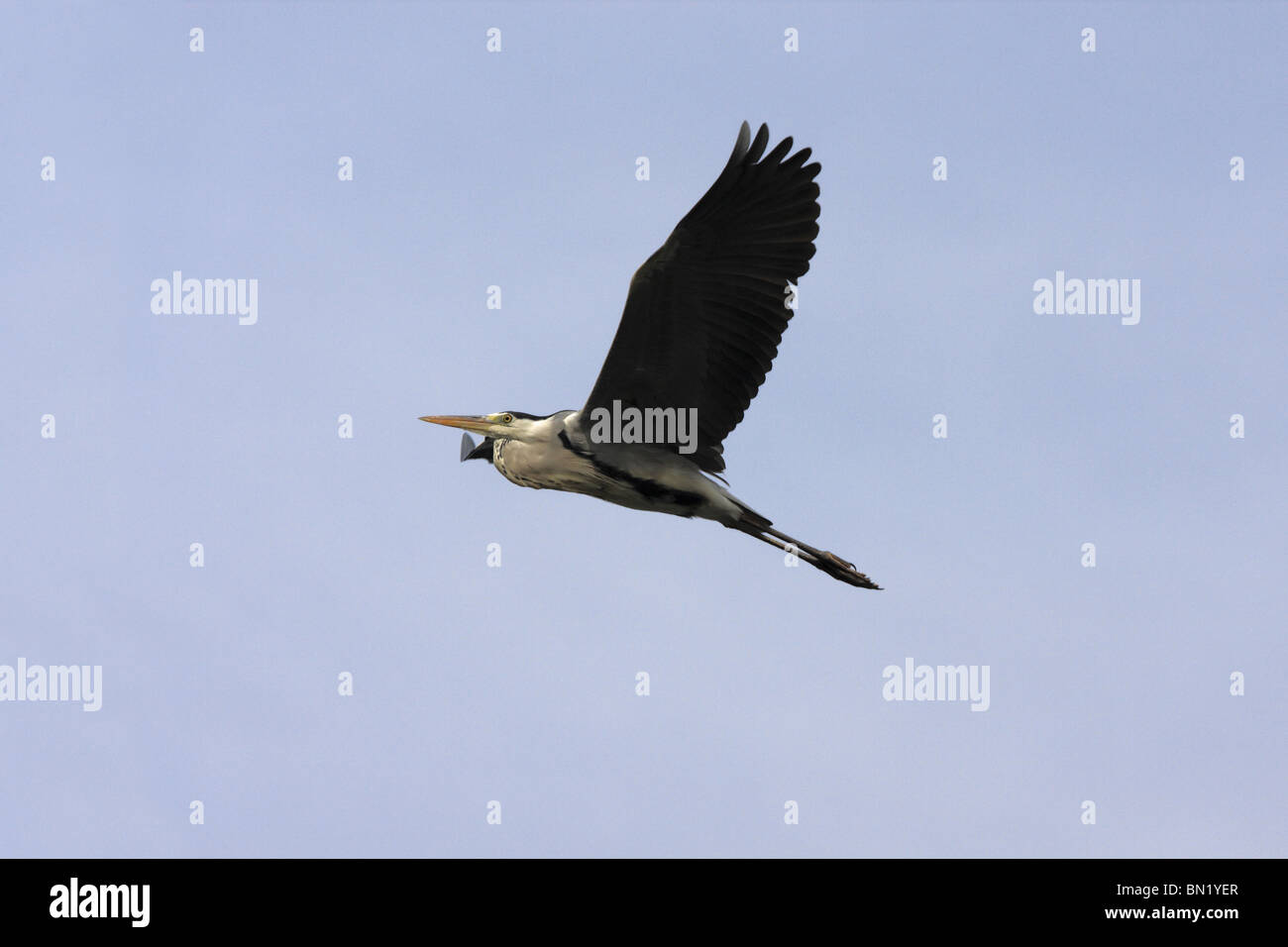 Der Graureiher (Ardea Cinerea) Stockfoto