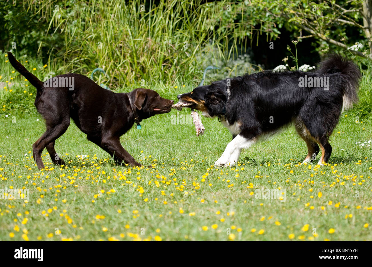 Hunde spielen Border Collie und brauner Labrador spielen Portesham, Dorset, Großbritannien Stockfoto