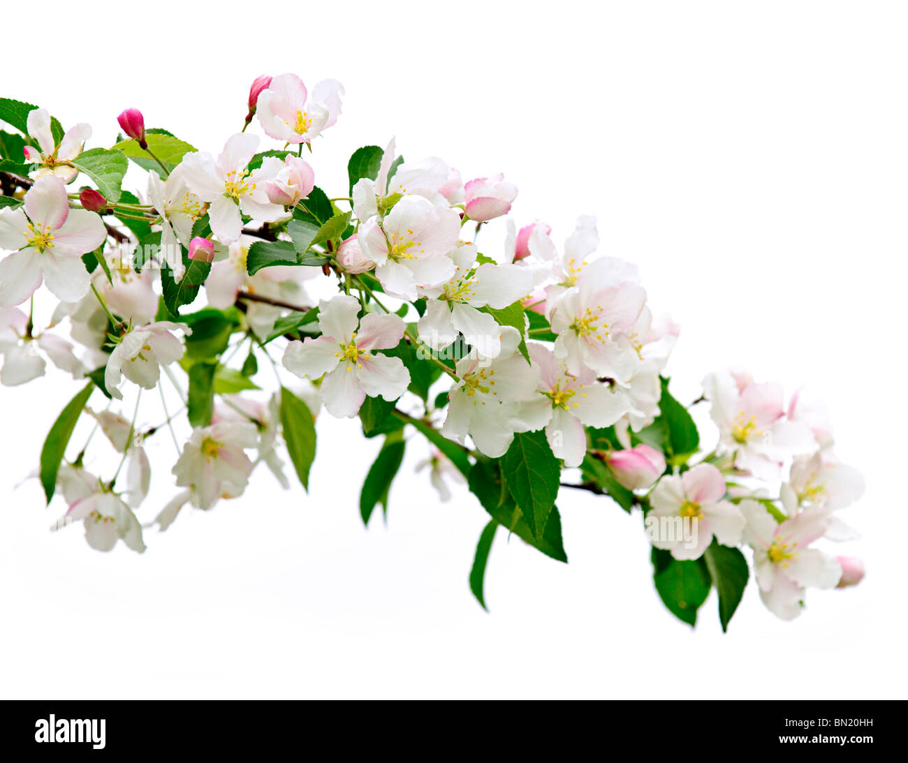 Blühender Baum mit Apfelzweig isoliert auf weißem Hintergrund Stockfoto