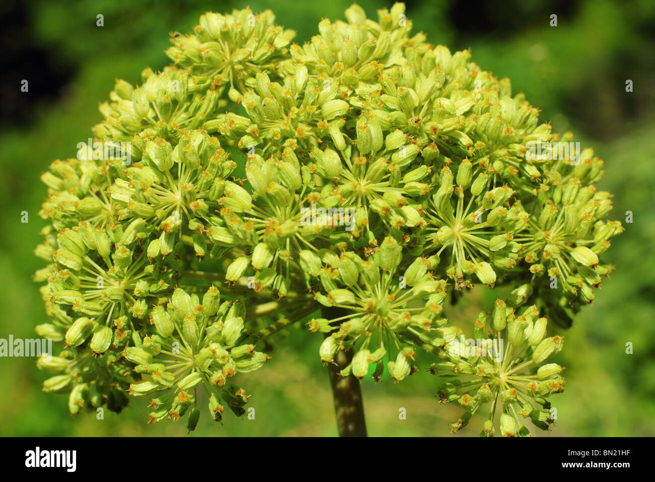 Garten Angelica blühenden Angelica archangelica Stockfoto