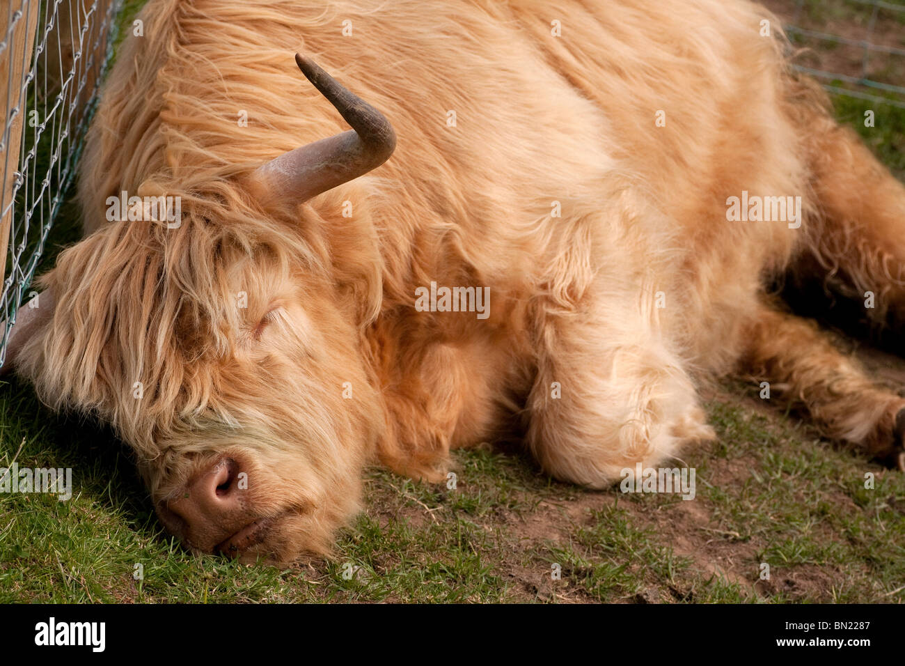 Highland Cow schlafend in einem Feld neben einem Zaun Stockfoto