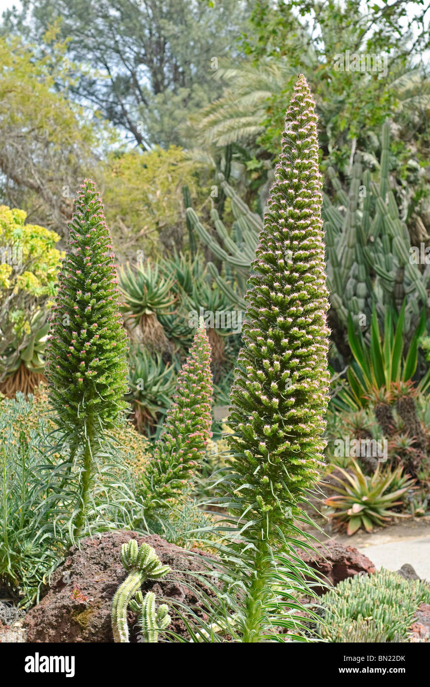 Der Tower of Jewels Pflanze, Echium Wildpretii ist eine Krautartige zweijährige Pflanze, die auf den Kanarischen Inseln endemisch ist. Stockfoto