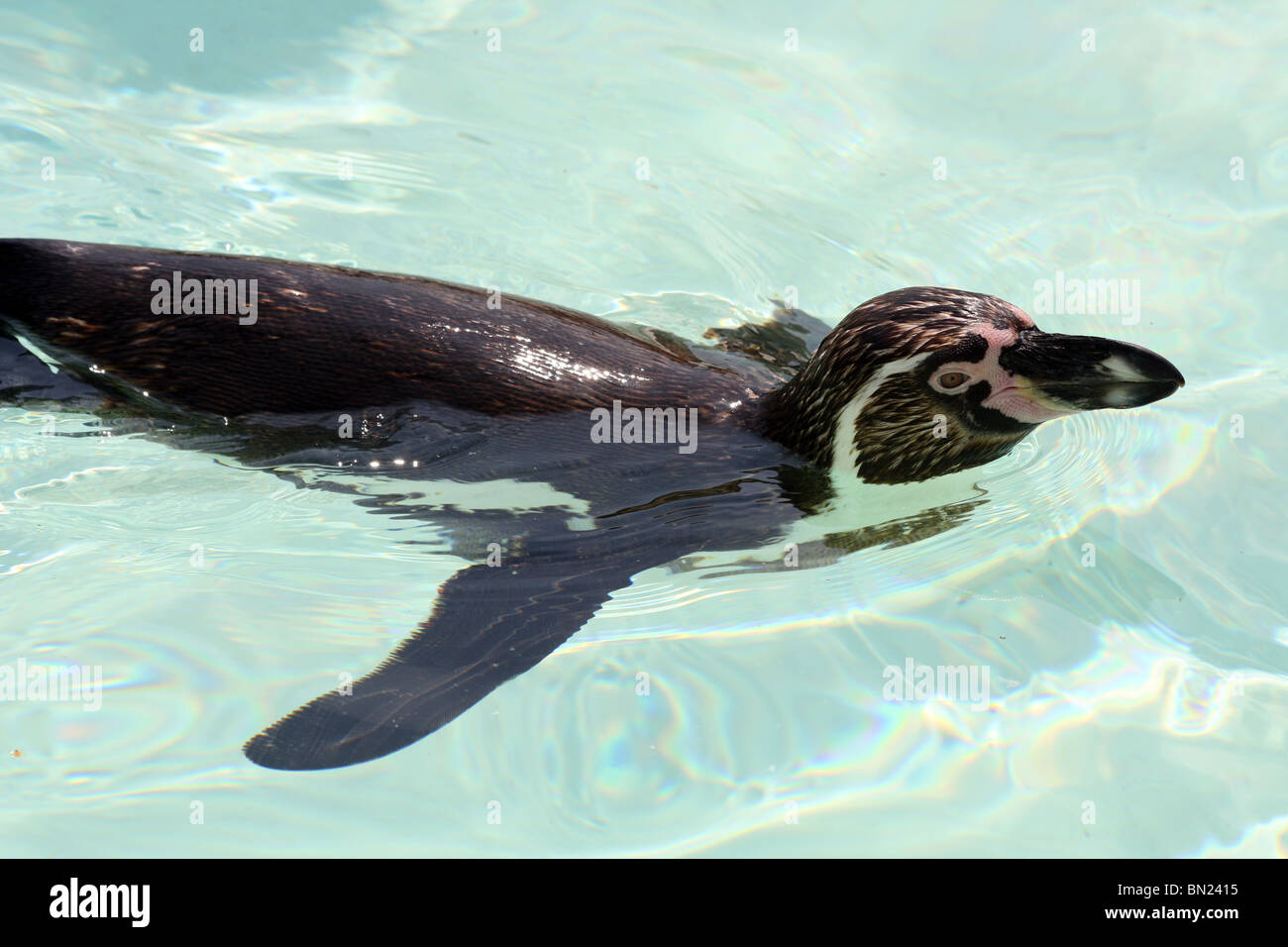 Humboldt-Pinguin Schwimmen im pool Stockfoto