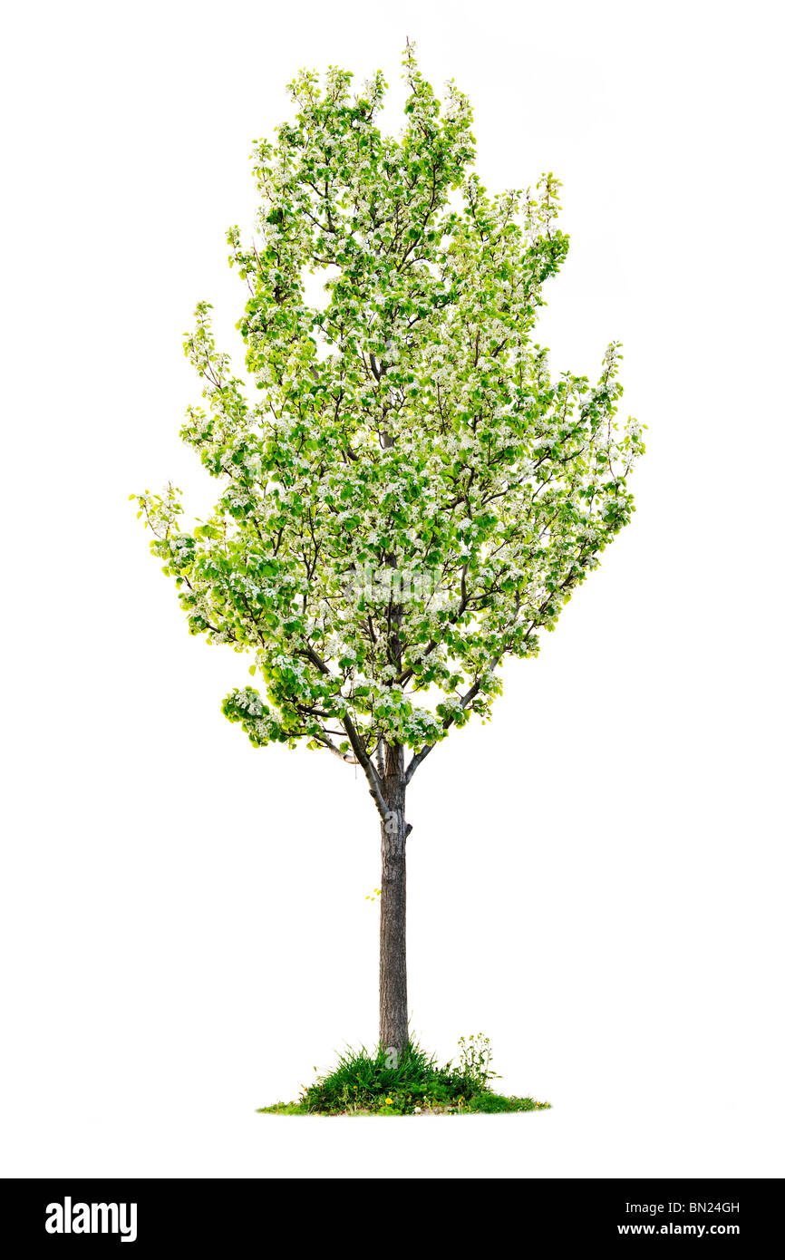 Einzelne junge blühende Birnbaum isoliert auf weißem Hintergrund Stockfoto