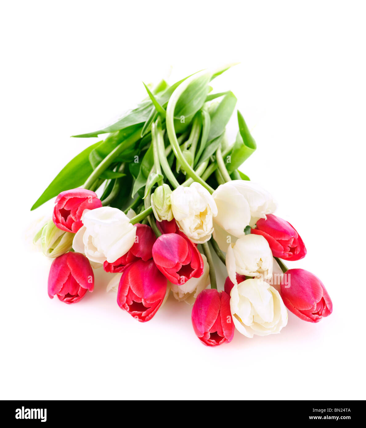 Bouquet von roten und weißen Tulpen isoliert auf weißem Hintergrund Stockfoto