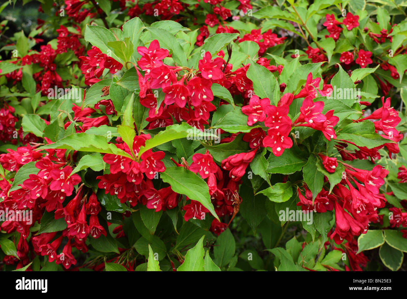 Weigela Strauch rote Blüte Stockfoto