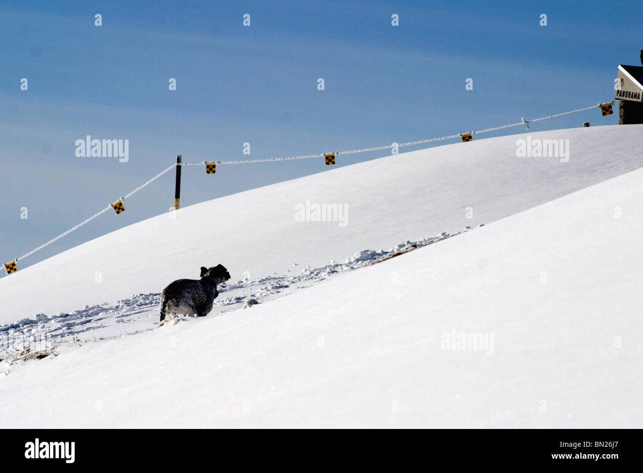 Haushund durch den Schnee laufen am Hang Niederhorn beatenberg Berg Stockfoto