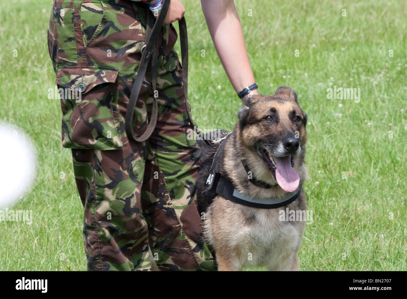 Der AMK9 Hund Display team Stockfoto