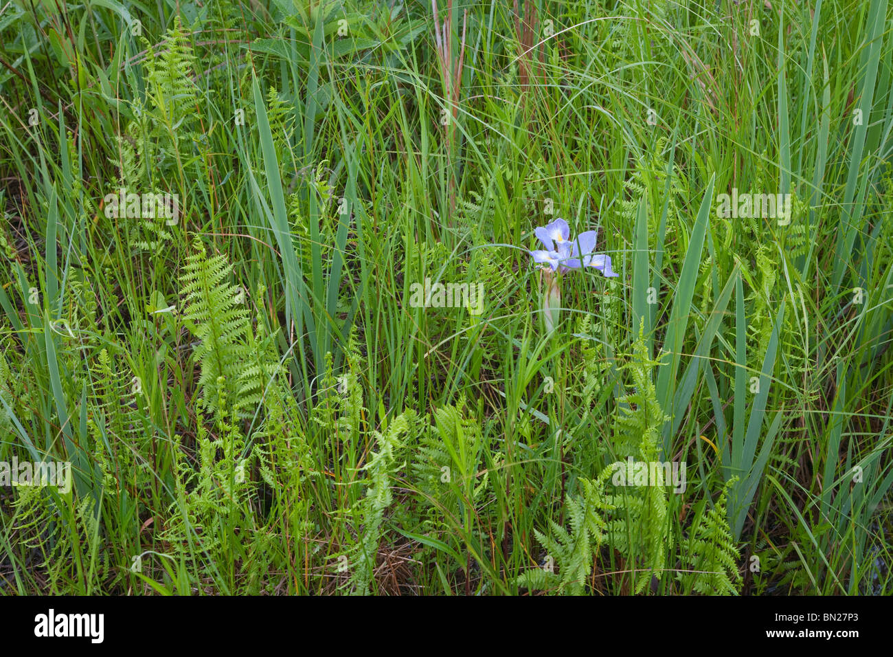 Blaue Flagge Iris, Chiwaukee Prairie State Natural Area, Wisconsin Stockfoto
