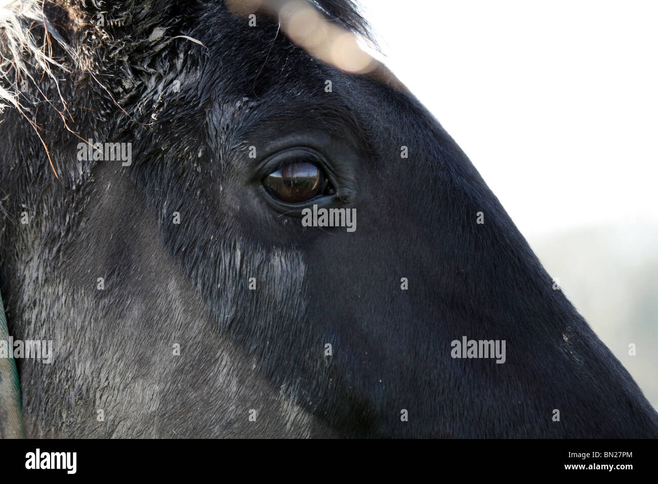 Reflexion in einem Pferdeauge Stockfoto