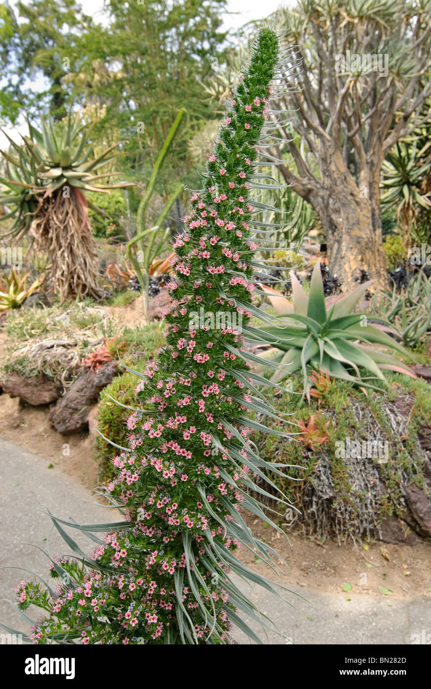 Der Tower of Jewels Pflanze, Echium Wildpretii ist eine Krautartige zweijährige Pflanze, die auf den Kanarischen Inseln endemisch ist. Stockfoto
