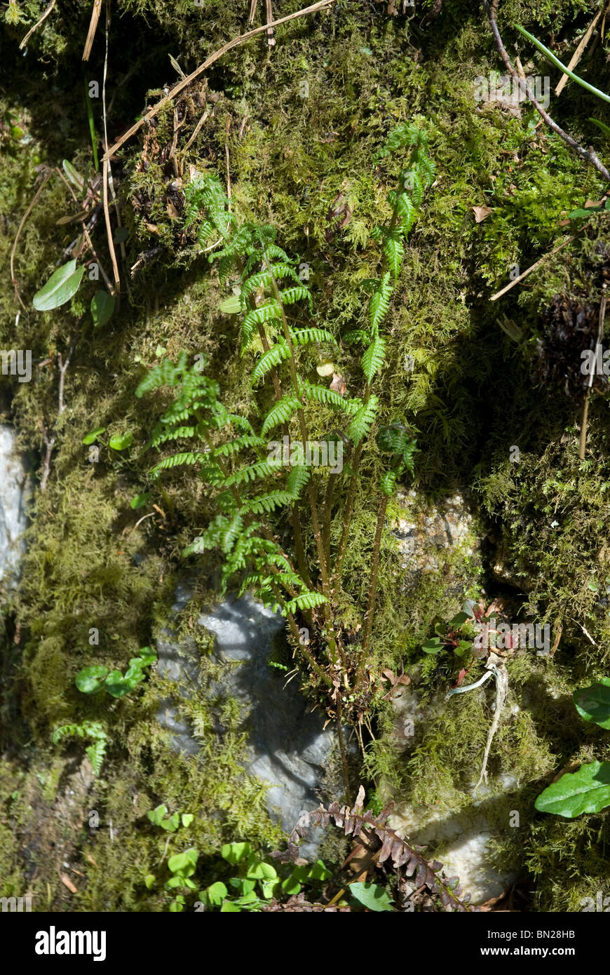 Pflanzen - Farne und Moose - wachsen aus Felsen Cornwall UK Stockfoto