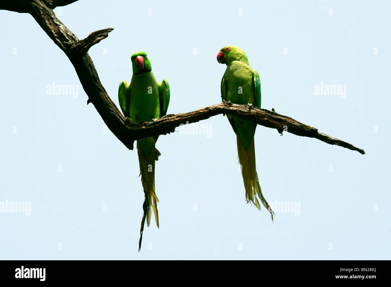 Rose-beringt oder indischen Ringneck Sittich, die scheinbar miteinander reden Stockfoto