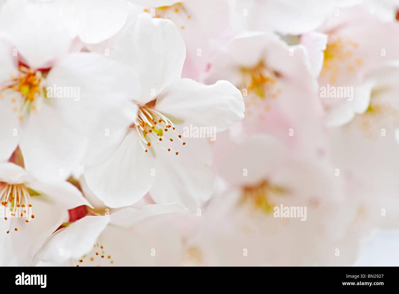 Zarte Apfelblüten im Frühling Baum hautnah Stockfoto
