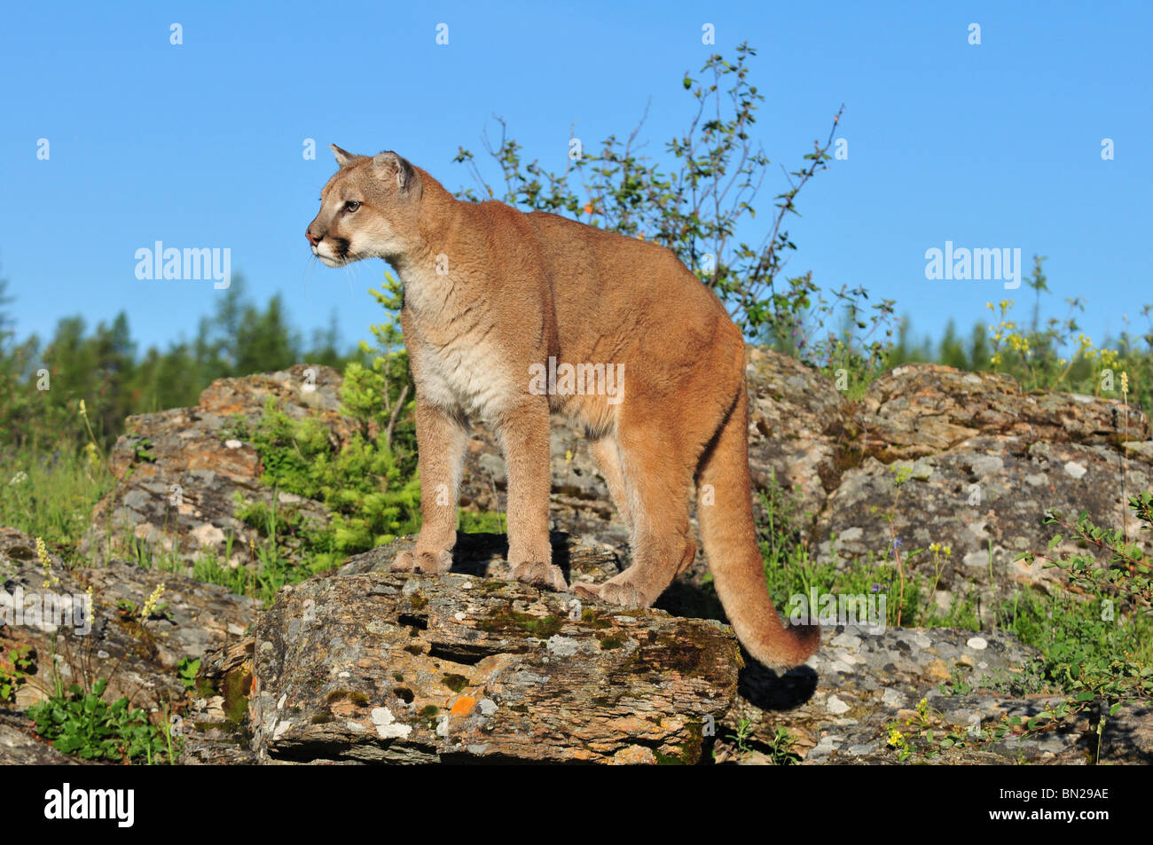 Berglöwe auf einer Klippe Stockfoto