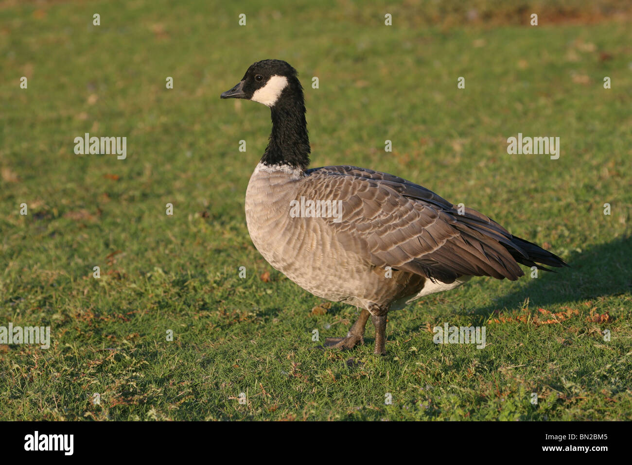 Schnatternde Gans Stockfoto