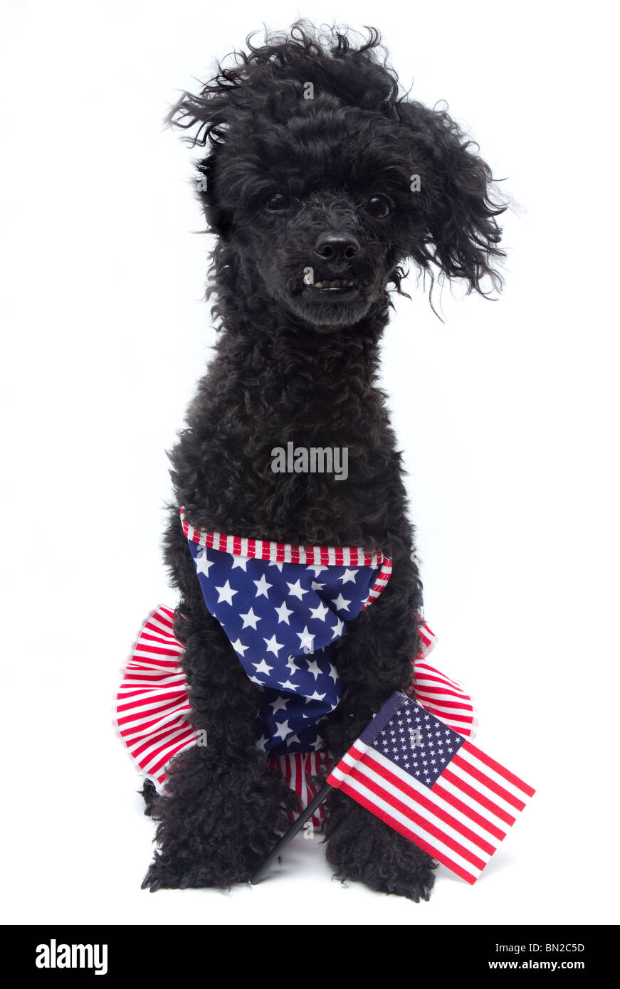 4 Juli Pudel Stockfoto