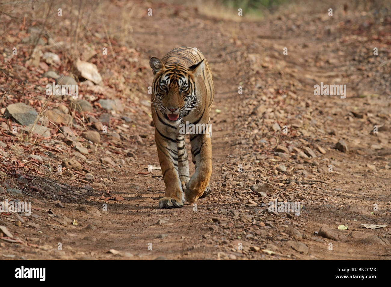 Tiger zu Fuß auf der Forststraße in Ranthambhore National Park, Indien Stockfoto