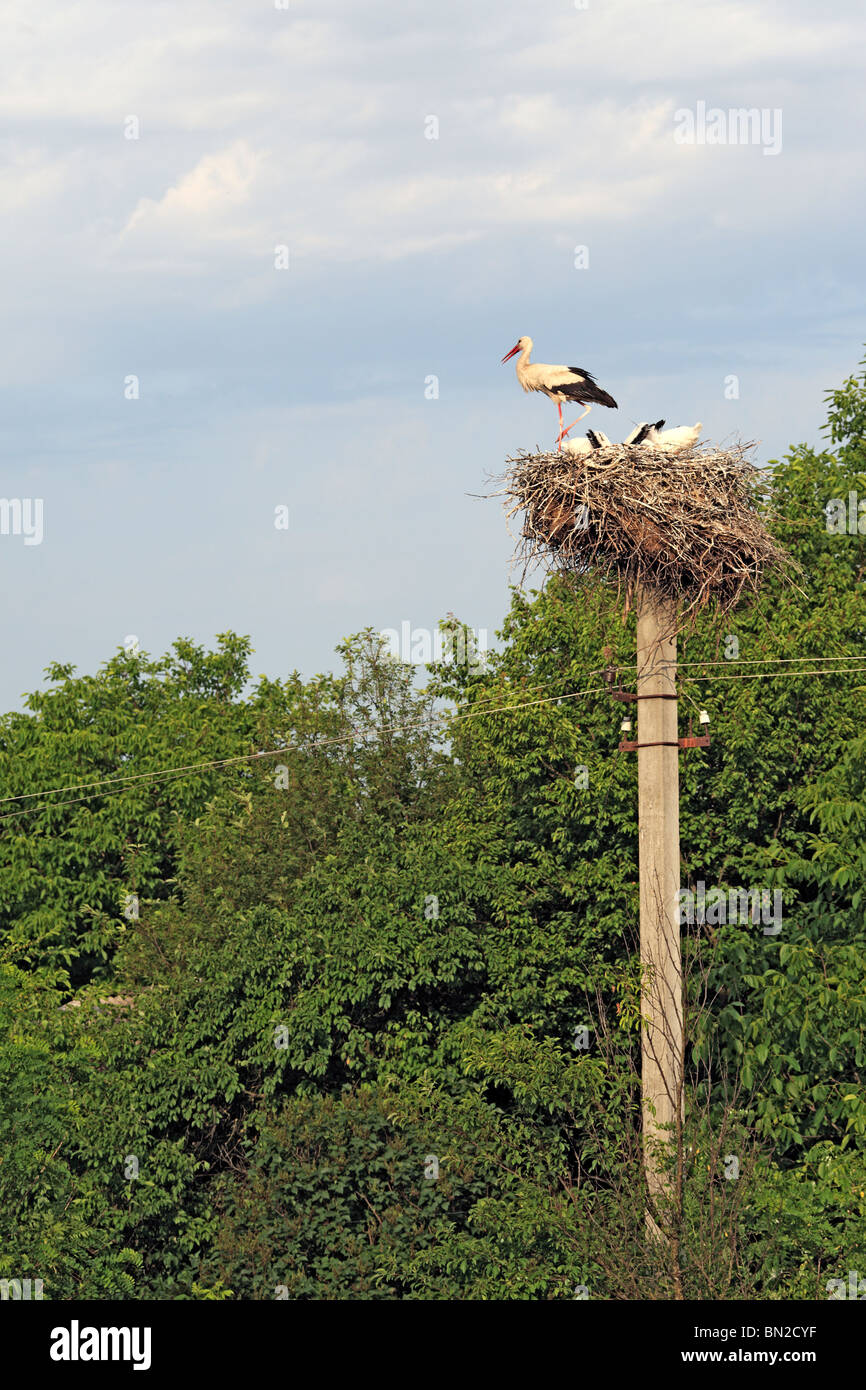 Storch auf dem Nest, Subbotov, Cherkasy Oblast, Ukraine Stockfoto