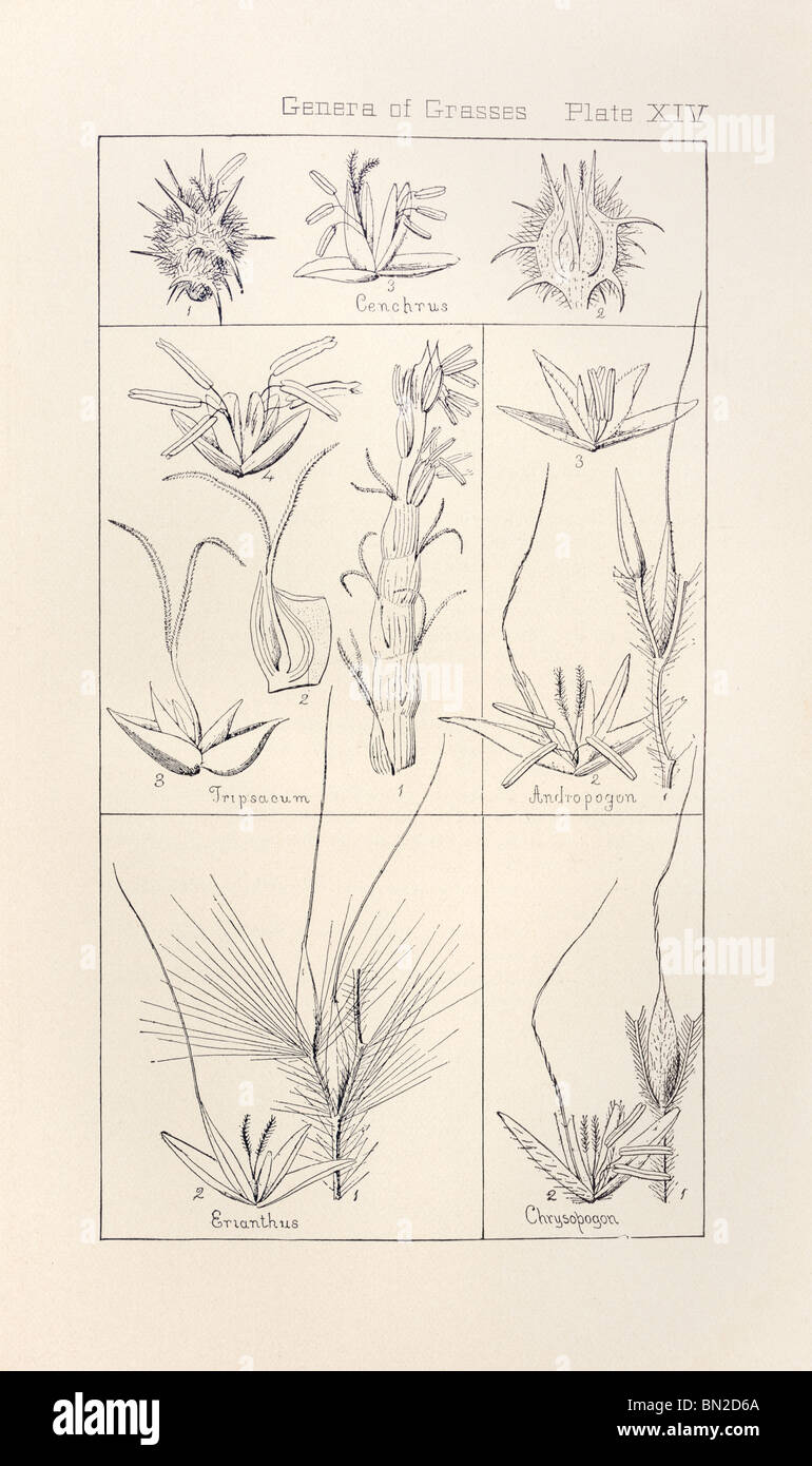Botanischen Drucken aus Handbuch der Botanik der nördlichen USA, Asa Gray, 1889. Platte XIV, Gattungen der Gräser. Stockfoto