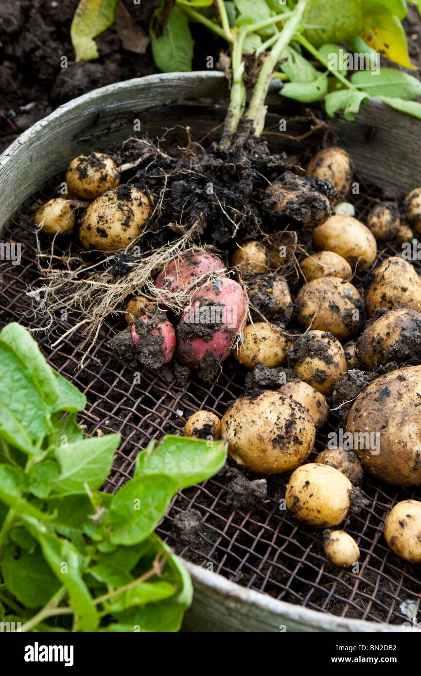 Kartoffeln in einem hölzernen Sieb frisch ausgegraben Stockfoto
