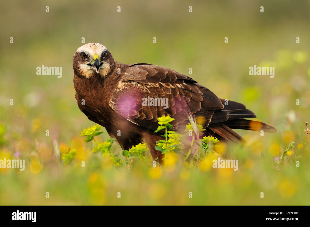 Western Rohrweihe zwischen der Vegetation des Feldes im Frühjahr. Stockfoto