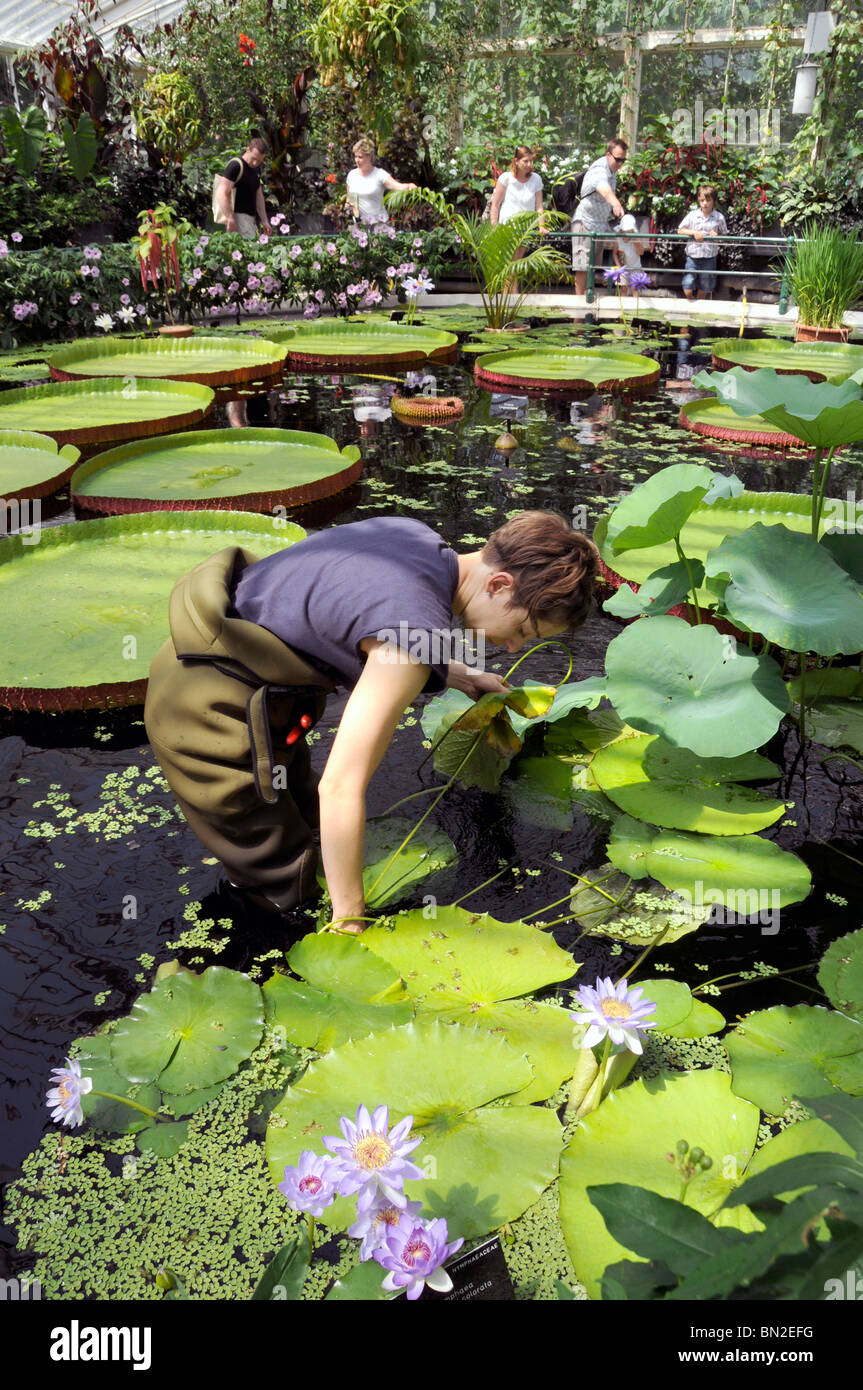 Botanische Garten Von Kew Besucher Beobachten Arbeiter Tun Wartung