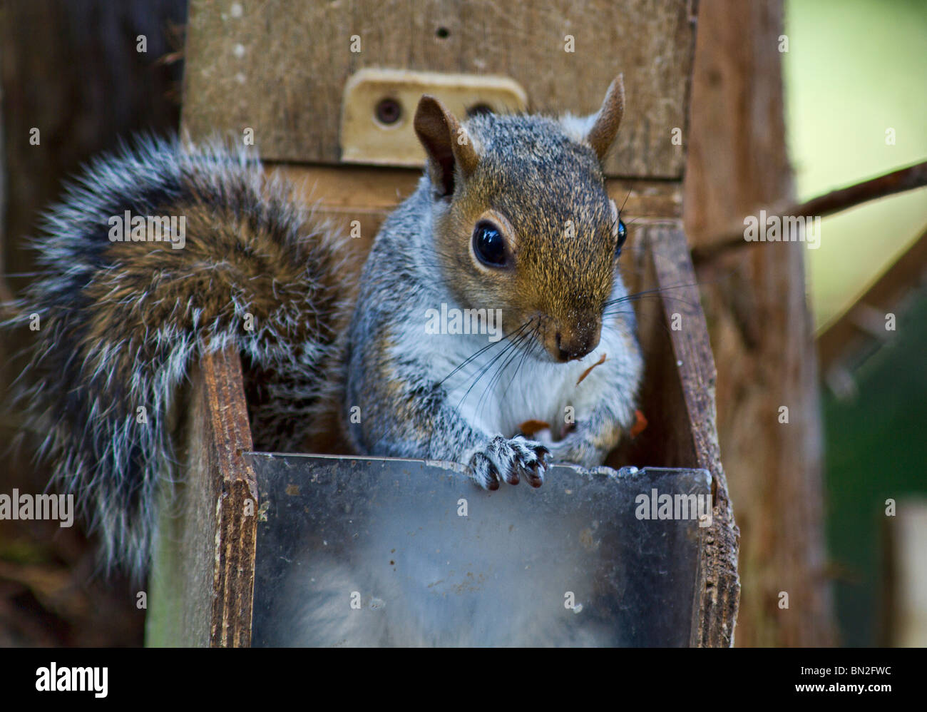 West Sussex, UK. Ein graues Eichhörnchen (Sciurus carolinensis) hat es geschafft, den Deckel eines squirrel Feeder zu öffnen und kletterte innerhalb seiner Erdnüsse zu erhalten Stockfoto