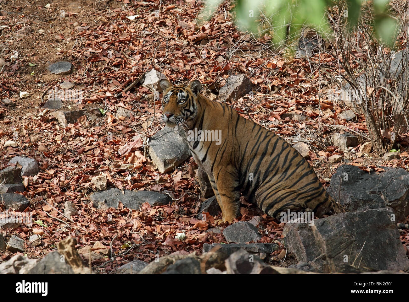 Männliche Tiger sitzen und das Nachschlagen in Ranthambhore National Park, Indien Stockfoto