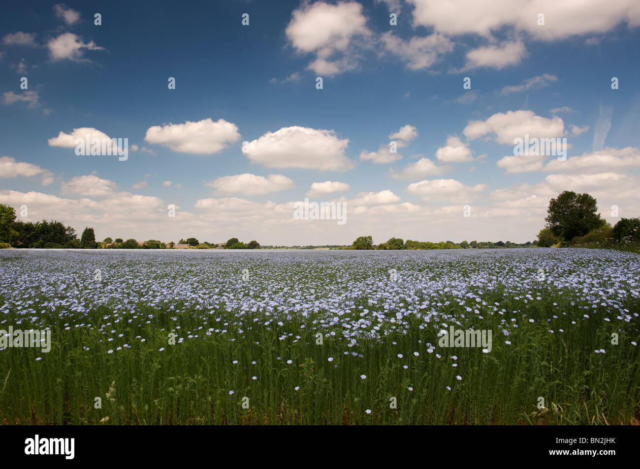 Linum Usitatissimum. Leinsamen-Ernte in einem Feld in der englischen Landschaft Blüte Stockfoto