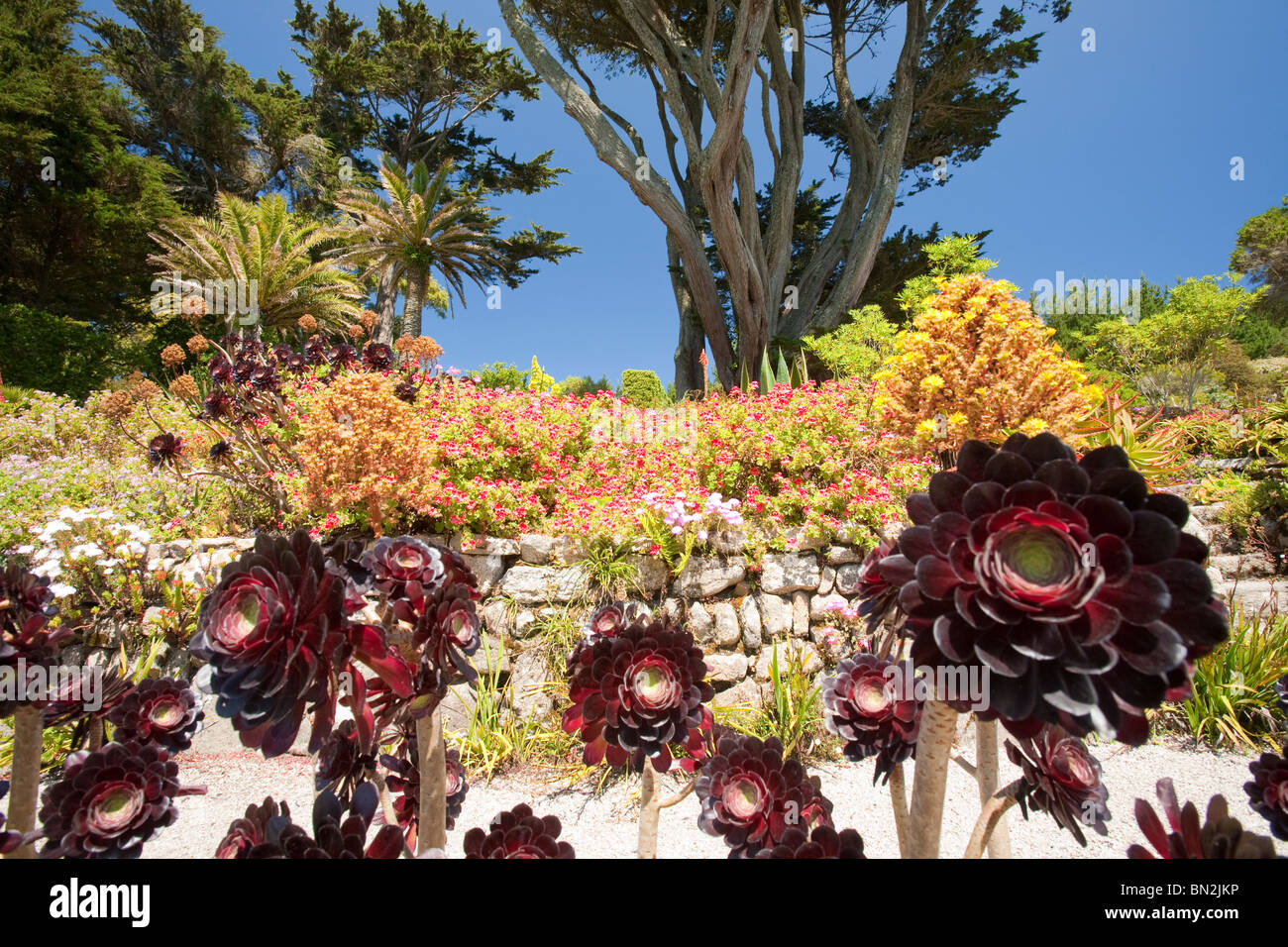 Der Klostergarten, Tresco, Isles of Scilly. Stockfoto