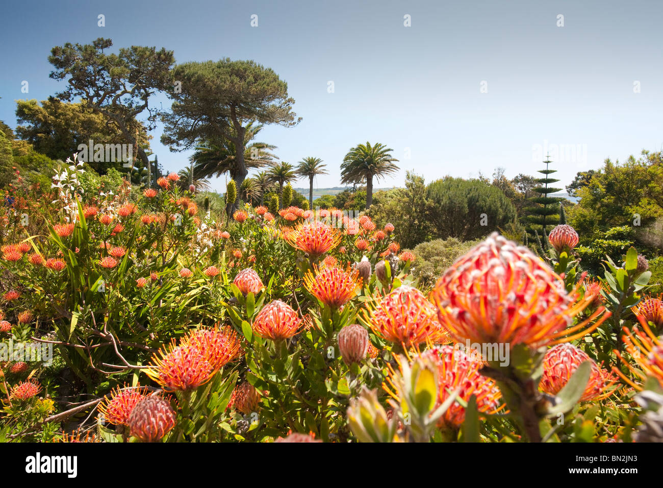 Der Klostergarten, Tresco, Isles of Scilly. Stockfoto