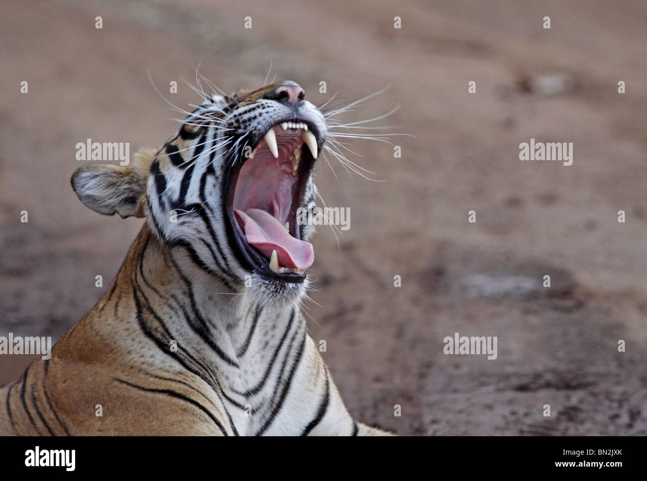 Tiger gähnt breit und zeigt seine Eckzähne in Ranthambhore National Park, Indien Stockfoto