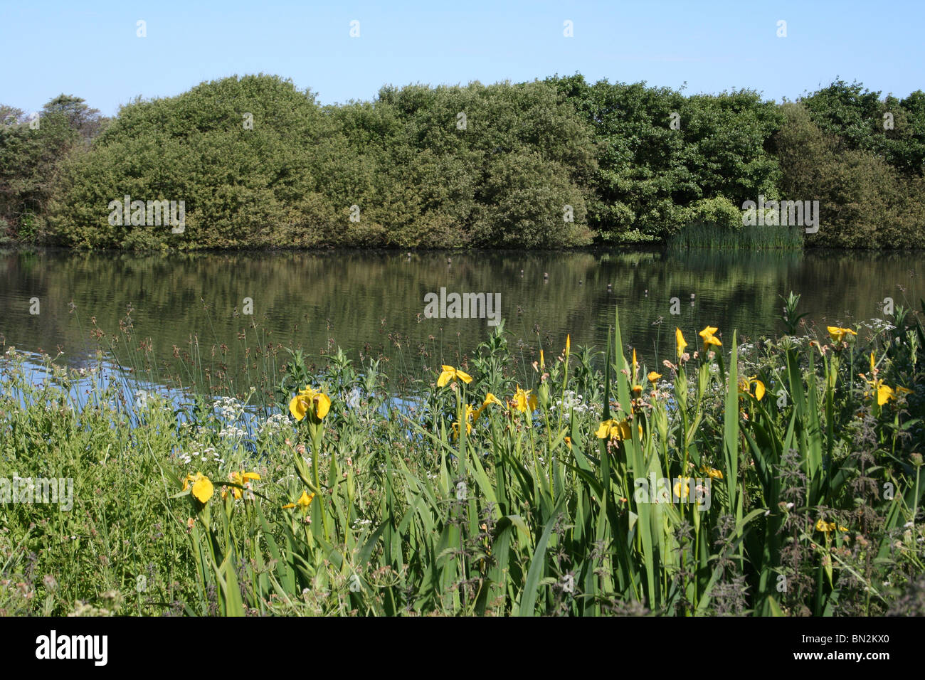 Gelbe Flagge Iris wachsen neben Sand Lake, Ainsdale, Sefton Küste. Merseyside Stockfoto