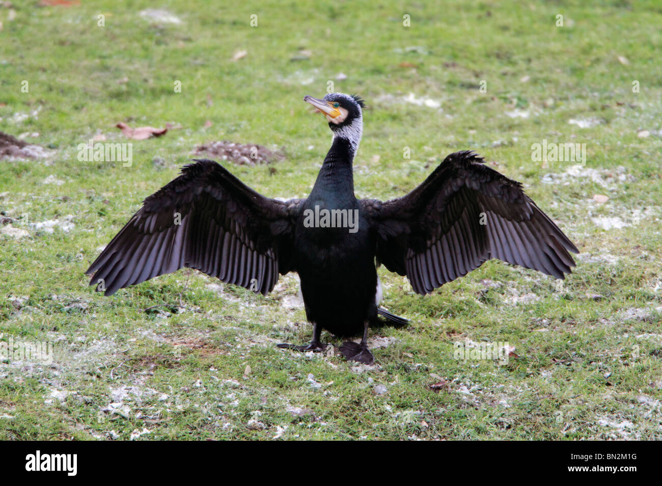 Comorant, Phalacrocorax Carbo in Zucht Gefieder, stretching und trocknen seine Flügel, Fluss Fulda, Deutschland Stockfoto