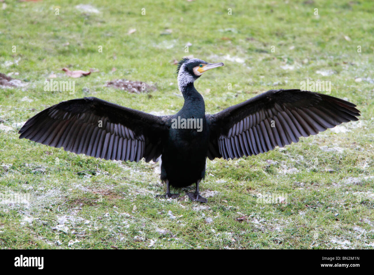 Comorant, Phalacrocorax Carbo in Zucht Gefieder, stretching und trocknen seine Flügel, Fluss Fulda, Deutschland Stockfoto