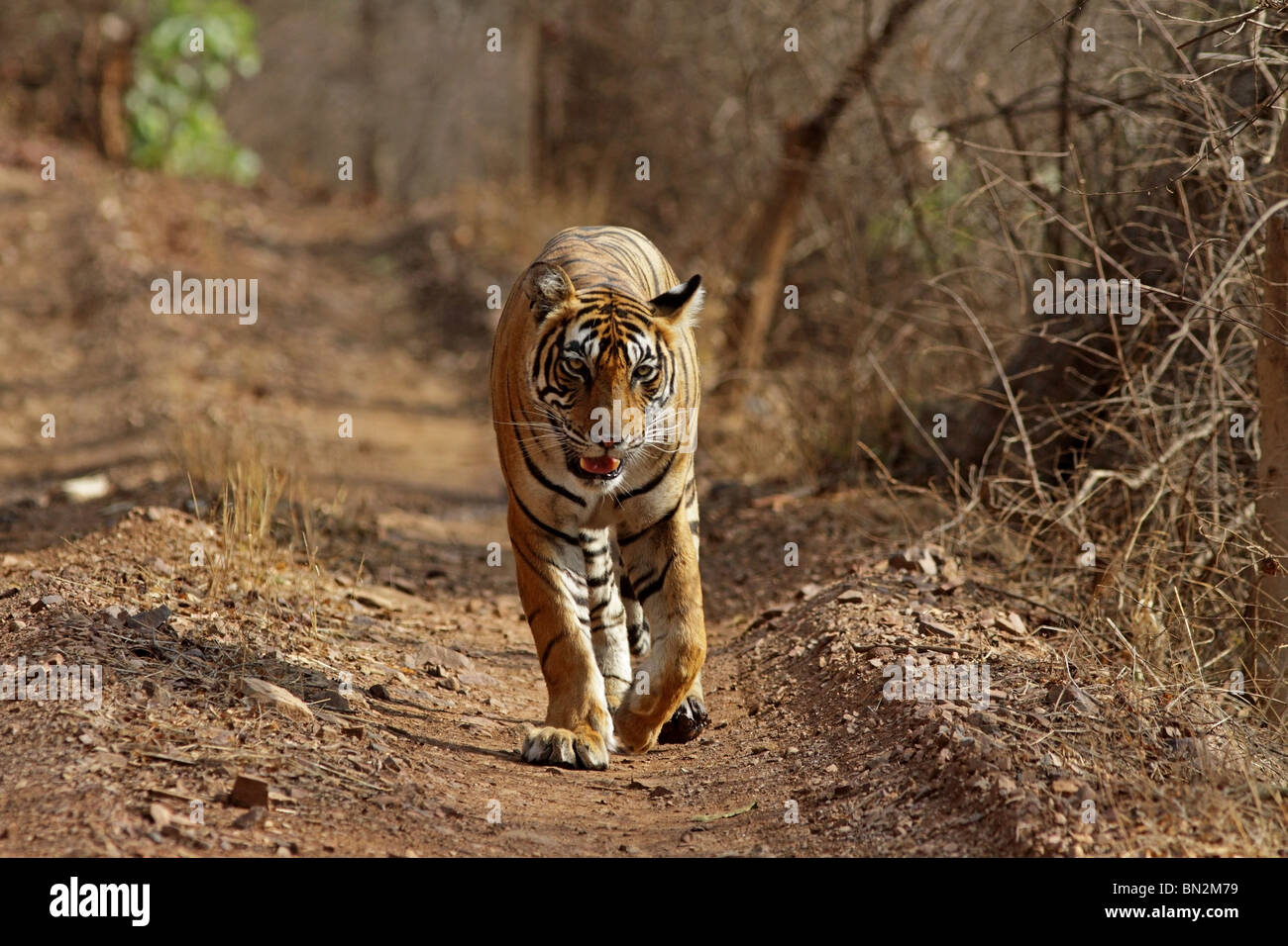Tiger zu Fuß auf der Forststraße in Ranthambhore National Park, Indien Stockfoto