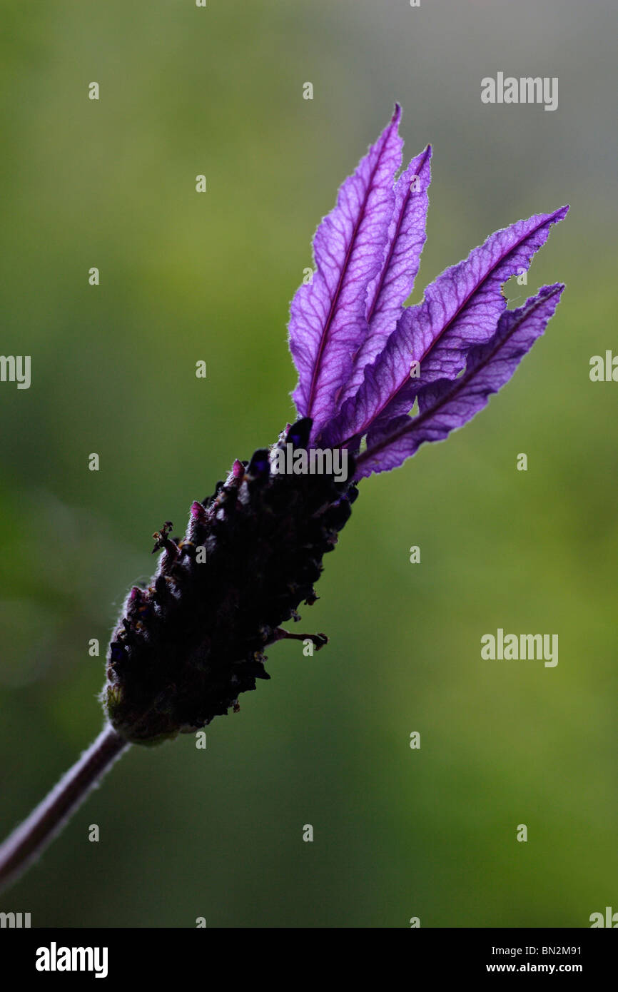 Französischer Lavendel (Lavandula Stoechas), eingehende Untersuchung über Blüte, Extremadura, Spanien Stockfoto