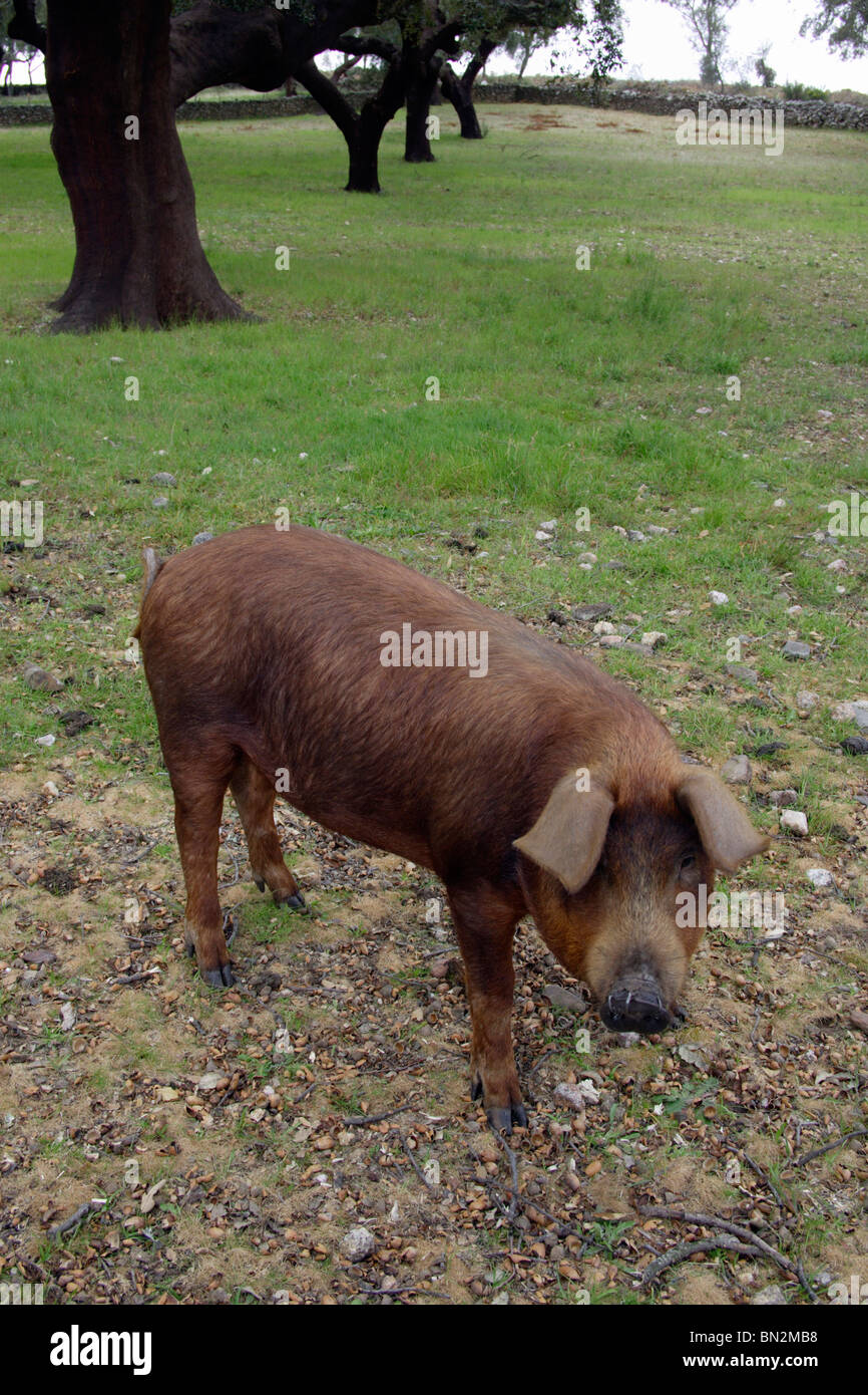 Inländische Schweine ernähren sich von Eicheln, Extremadura, Spanien Stockfoto