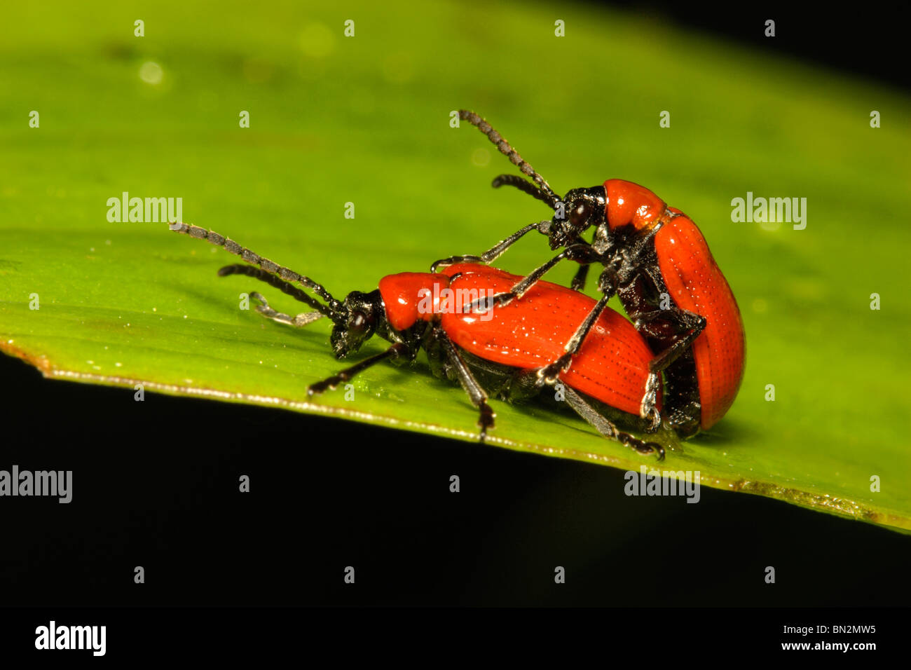 Scarlet Lily Beetle, Lilioceris Lilli koppeln Paarung auf Blatt Stockfoto