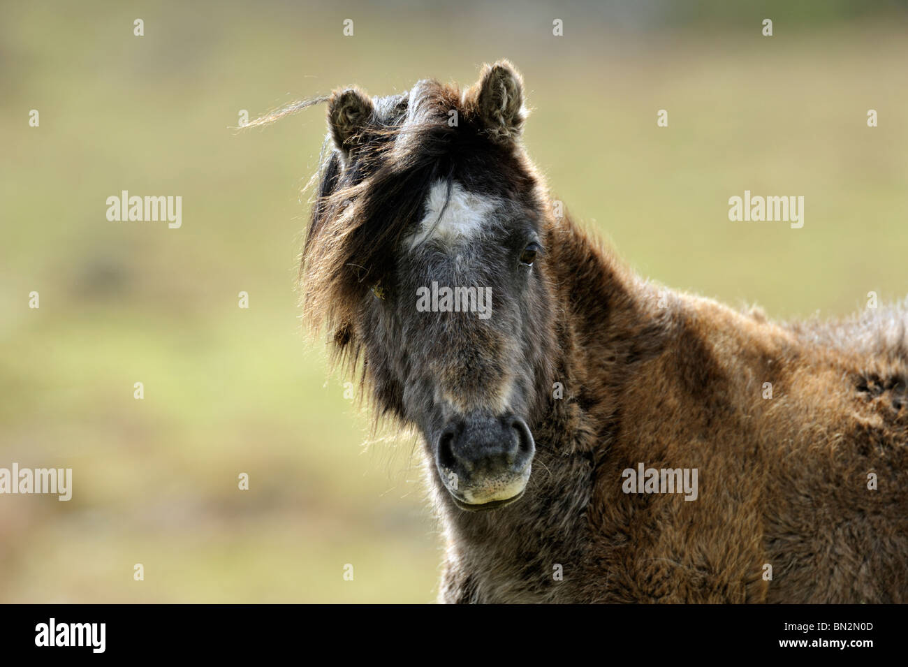 Wildes Pferd Stockfoto
