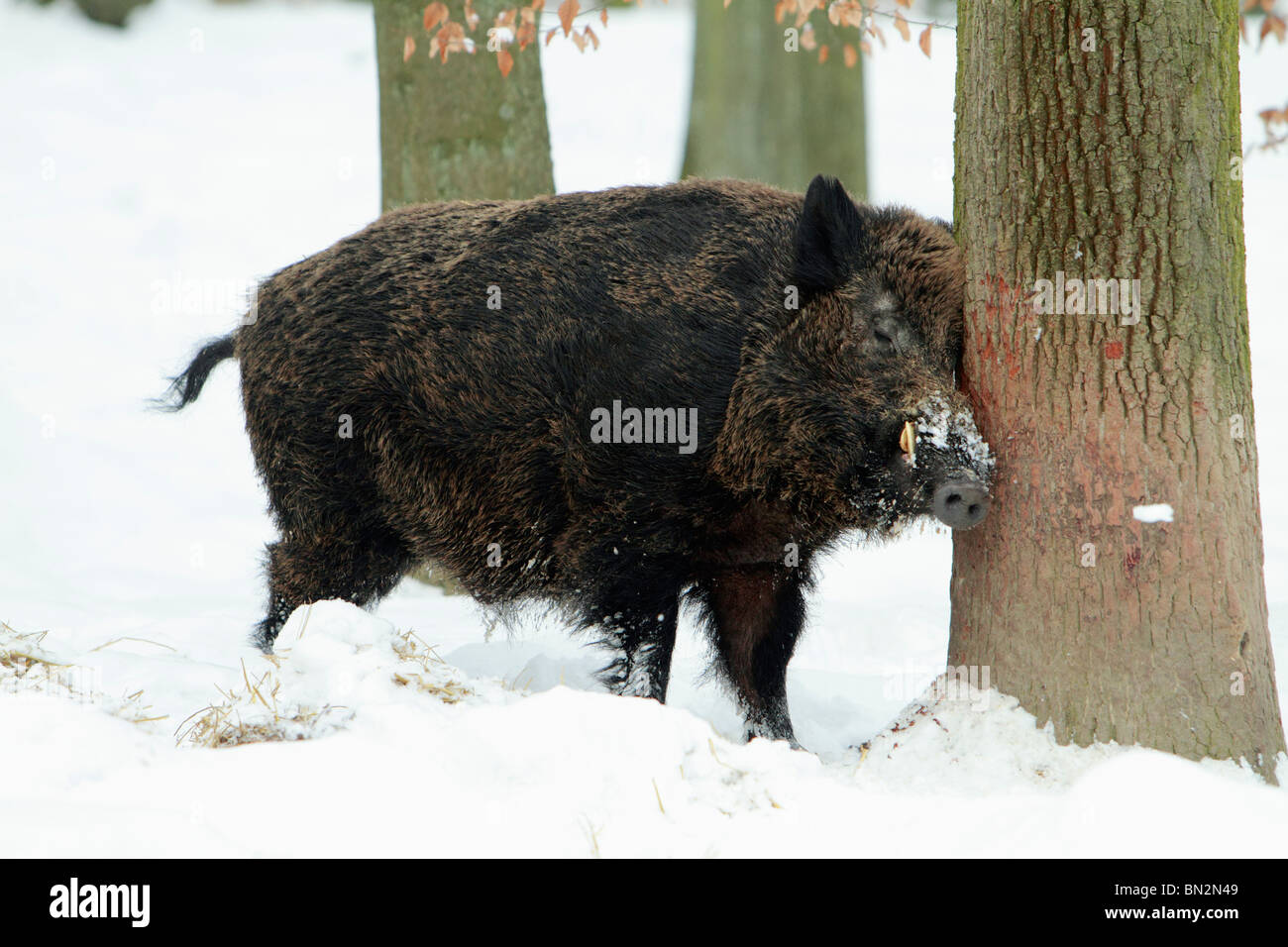 Europäische Wildschwein, männliches Tier (Sus Scrofa) oder Wildschwein, kratzen Kopf gegen Stamm, im Schnee bedeckt Wald, Deutschland Stockfoto