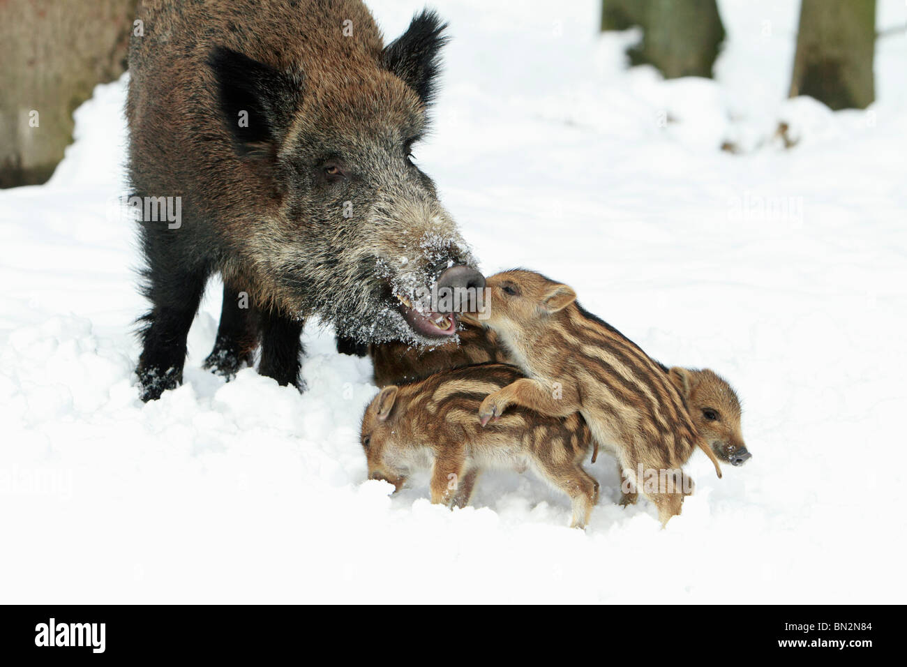 Europäische Wildschwein oder Wildschwein (Sus Scrofa) Sau mit Ferkeln, Winter, Deutschland Stockfoto