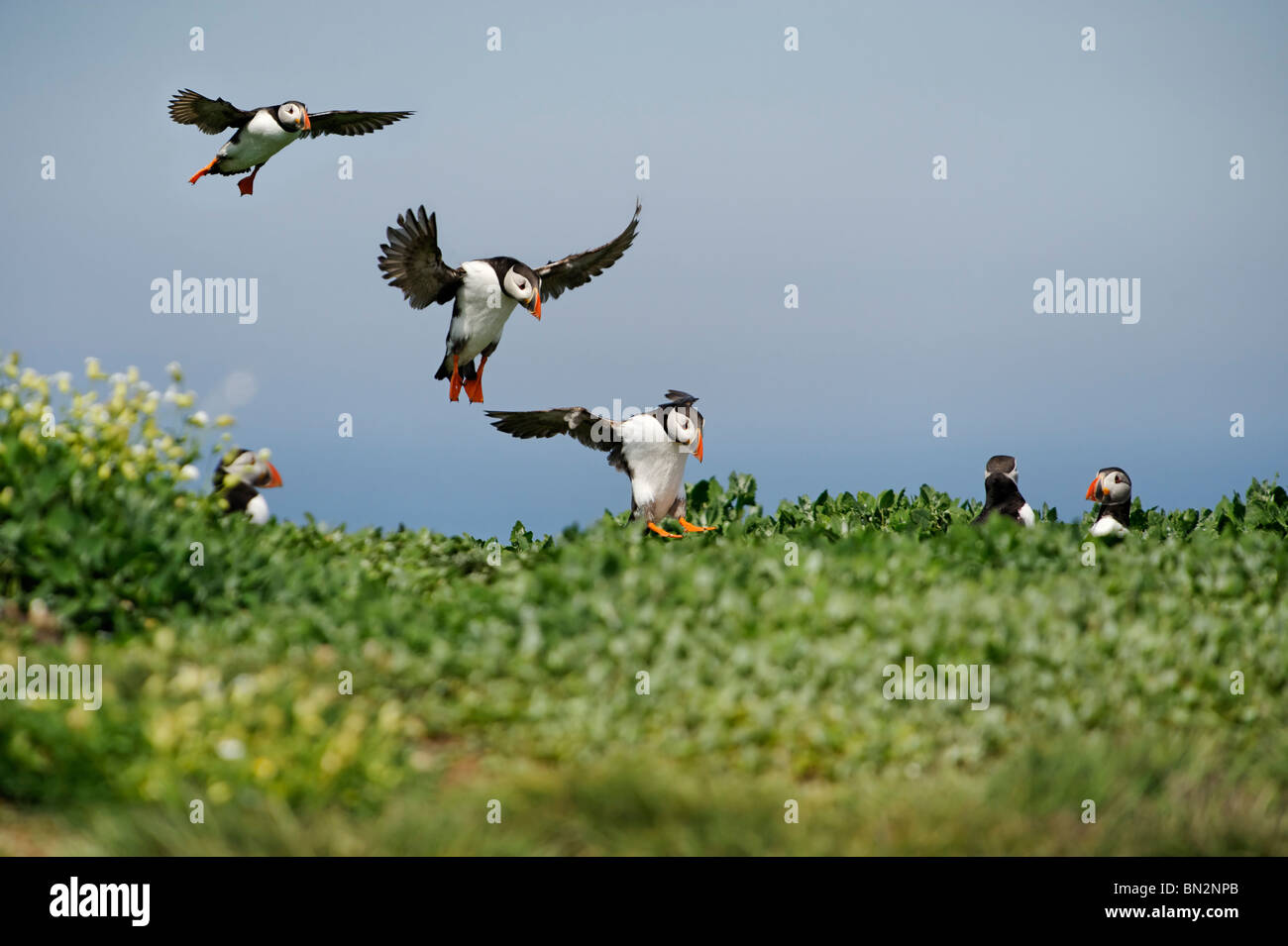 Papageitaucher (Fratercula arctica) Landung Sequenz, Papageientaucher auf der Kolonie an der inneren Farne in der Farne Islands in Northumberland Stockfoto